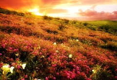 цветы, поле, закат