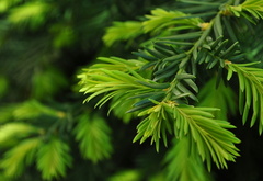 , , green pine, close up