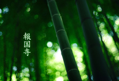 лес, бамбук, иероглифы, green colour