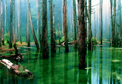 лес, вода, природа