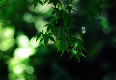 листья, иероглифы, green colour, by burningmonk