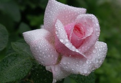 rose, pink, flower, waterdrops, dew, beautiful nature wallpapers, роза, розовая, цветок, бутон, лепестки, роса, капли, красота, нежность
