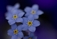 незабудки, цветы, синие, голубые, цвет, макро