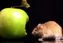 мышь, яблоко, зелёное