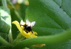 пчела, цветок, нектар