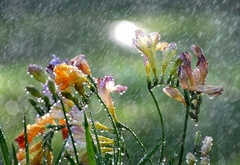 цветы, дождь, капли