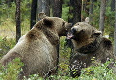 медведи, лес, поцелуй