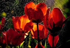 дождь, тюльпаны, красные