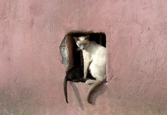 кошки, стена, дом