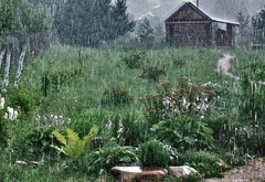 дождь, домик, трава