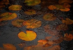 вода, дождь, листья, кувшинки