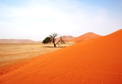 песок, дерево, небо, Африка