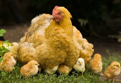 курица, цыплята, лето, семья