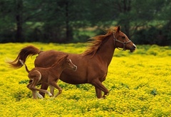 Лошадь, жеребёнок, бежат, поле, цветы, желтые