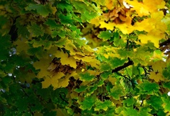 осень, природа, деревья, клен, листья, желтыке, зеленые