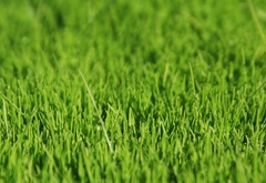 трава, зелень, газон, текстура