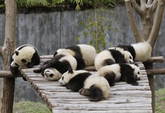 панда, панды, животные, лежат