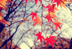 осень, листья, ветки