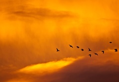 небо, закат, птицы