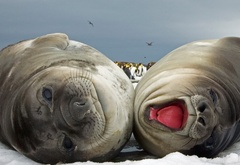 тюлени, удовольствие, лежат