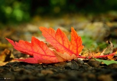 лист, осень, природа