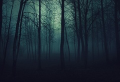 лес, туман, мрак, ночь