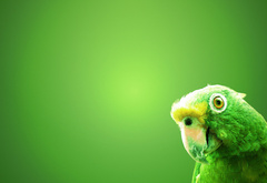 Зеленый, попугайчик, на зеленом фоне