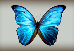 Бабочка, цвета, природы