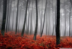 bloody, forest, in a fog