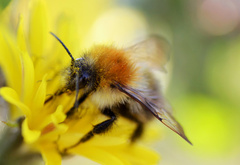 пчела, насекомое, цветок