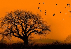 Одинокое, дерево, стая птиц