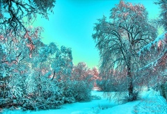 Зимний лес, сказочная, красота