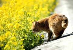 кот, нюхает, трава, желтый