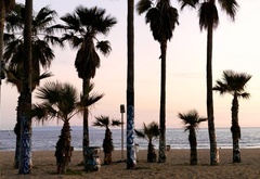 palms, coast, beach