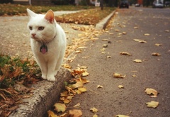 кот, кошки, осень, листья, листопад, дорога, асфальт
