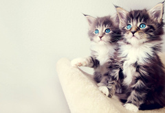 Котята, близняшки, симпатяжки