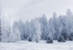 лес, зима, снег, природа, деревья