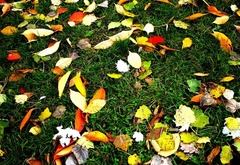 Осенний, ковер, на зеленой траве