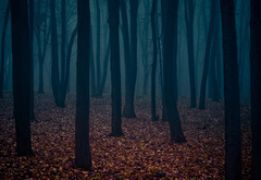 лес, деревья, туман, мрак, листья, осень