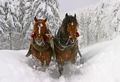 Упряжка, коней, в зимнем лесу