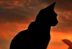 Силуэт, кошки, на фоне неба
