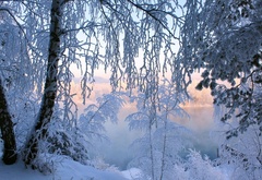 Природа, зимний, лес
