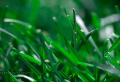 трава, макро, зелень