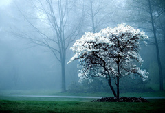 парк, туман, цветет