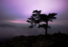 скала, туман, дерево