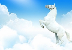 Белый, конь, в облаках