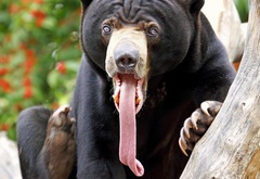медведь, язык, взгляд