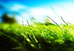 Зеленая, трава, голубое небо