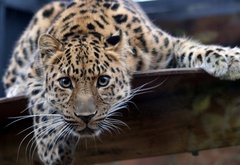 леопард, взгляд, усы, кошка