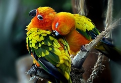 Два, красивых, попугайчика